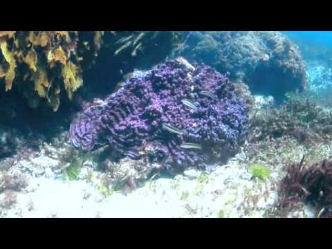 Crystal Palace/Joan Rock - Rottnest Island, Western Australia