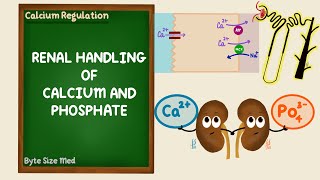 Renal Regulation of Calcium and Phosphate | Calcium Homeostasis | Endocrine | Renal Physiology