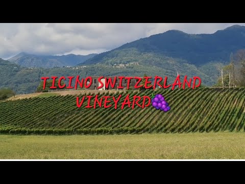 Swiss horizons & endless vines 🇨🇭🍇
