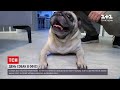 Новини України: 200 міст заявили про підтримку акції "візьми собаку на роботу"