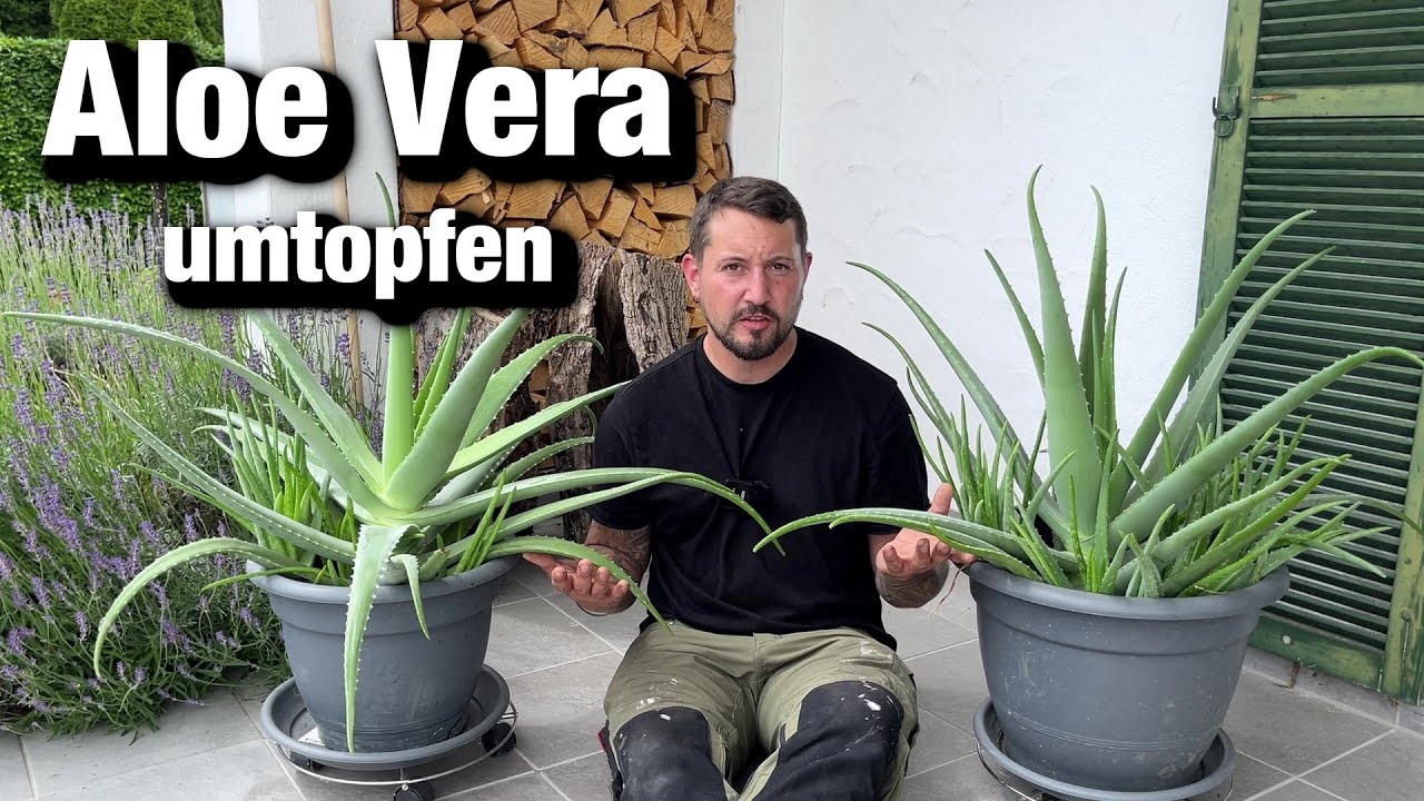 Aloe Vera umtopfen, Sukkulenten Erde selber mischen, Dicke Pflanzen trotz  Geld sparen