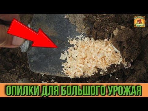 Применение опилок в качестве мульчи на огороде. Как влияют опилки на почву. Дачные советы