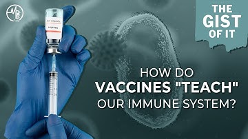 ScientIST: How do vaccines "teach" our immune system? | The Gist Of It