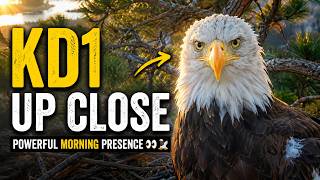 🦅 KD1 Up Close… A Powerful Morning Presence in the Big Bear Nest 👀🌲