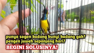 Sepele tapi banyak yg tidak tau ‼️Tips agar sogon gacor stabil sepanjang hari