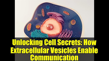 Unlocking Cell Secrets: How Extracellular Vesicles Enable Communication