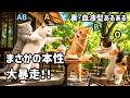 裏・血液型あるある【猫】人には見せない裏の顔