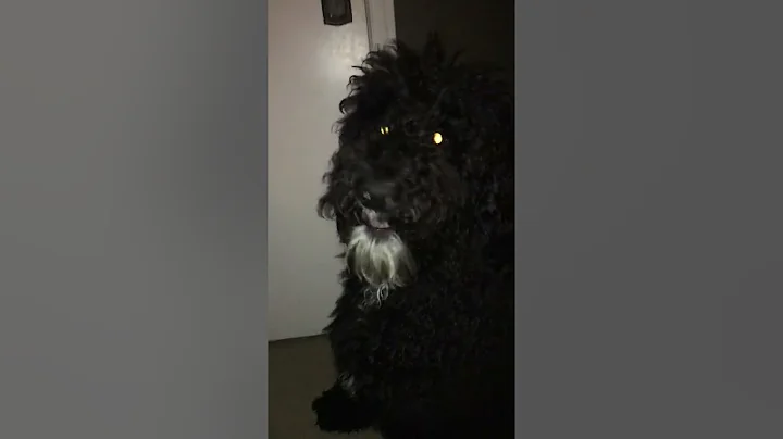 Pancho episode 1