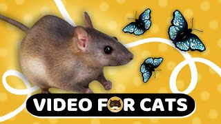 CAT GAMES  Mice and Butterflies. Mouse Video for Cats to Watch | CAT & DOG TV | 1 Hour.