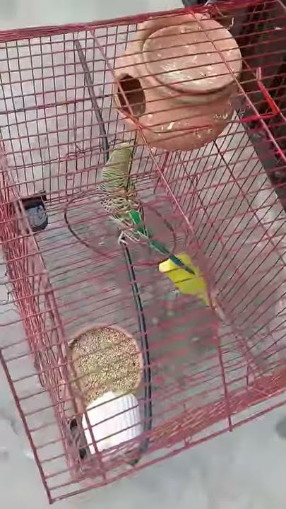 My porrets