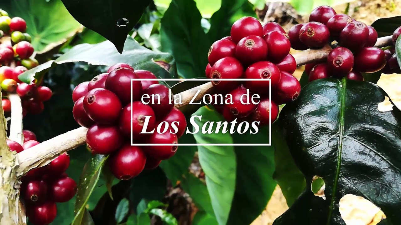 El Café de Tarrazú, orgullo de Costa Rica