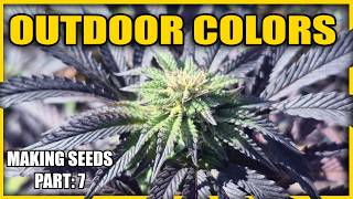 PURPLE OUTDOOR CANNABIS & (making seeds part: 7) - w/MARSHYDRO