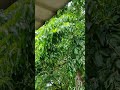 కేరళ అడవుల్లో హల్చల్ చేస్తున్న కోతులు || Monkeys roaming in the forests of Kerala #kerala #forest