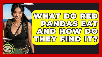 What Do Red Pandas Eat And How Do They Find It? - The Wild Life Explorer