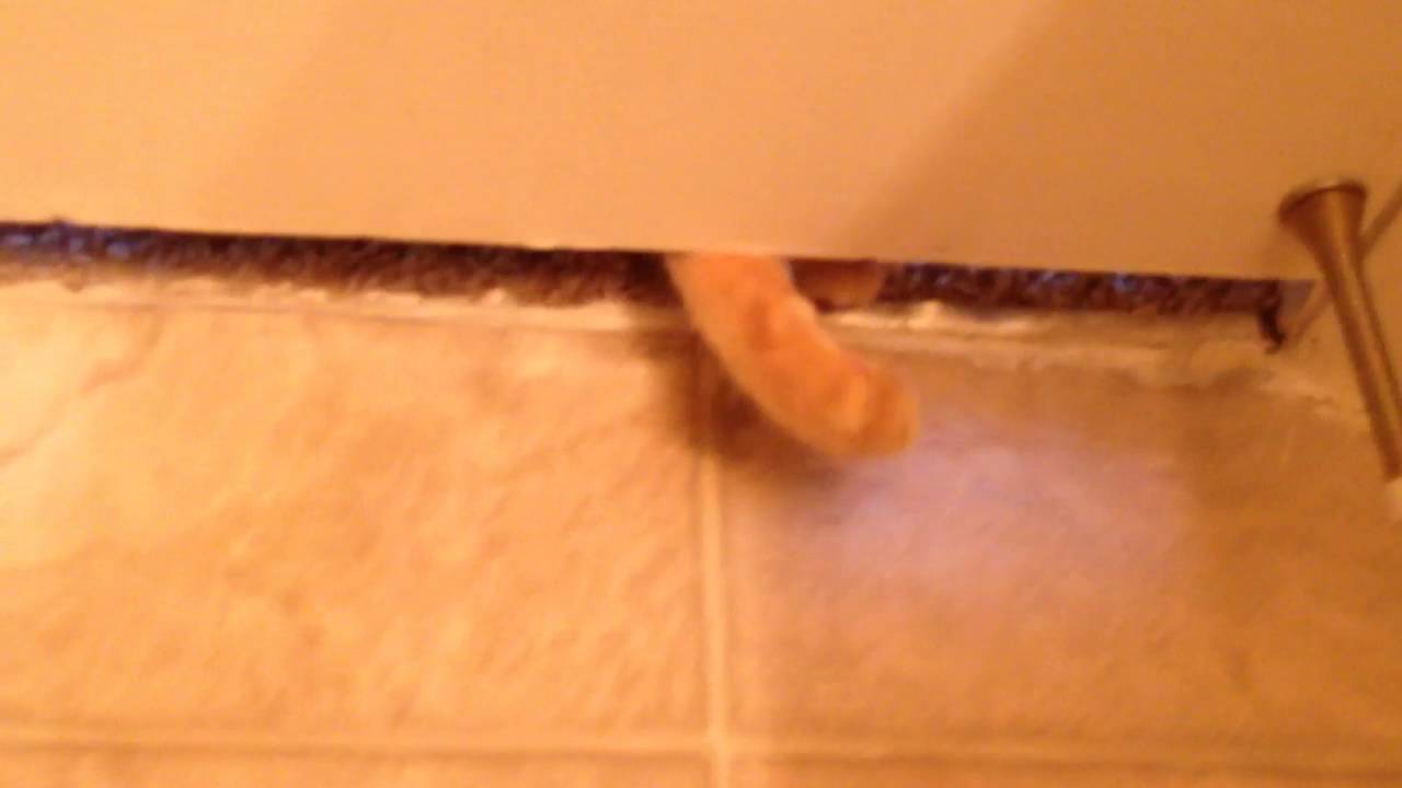 The Wild-Strange Cat Attacks AGAIN! by Ralph Jaguar