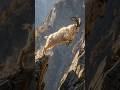 You Won’t Believe How This Goat Jumps Between Dangerous Rocks 🐐😱|Mountain Goat Climbing