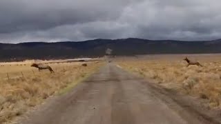 Bull Elk Trips and Dies