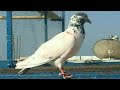  pigeon landing  garmiiii mein khubsurat parwaz 