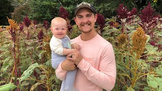 Self Sufficient Grain For The Home Garden Amaranth