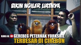 Kaka Al Gerebek Peternak Yorkshire Terbesar Di Cirebon