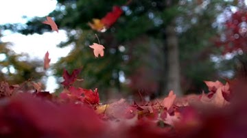 ﴿ وَما تَسقُطُ مِن وَرَقَةٍ إِلّا يَعلَمُها ﴾ سورة الانعام مصطفى الهاشمي