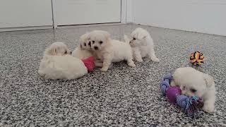 Bichon Puppies Playing by D G 484 views 3 months ago 1 minute, 26 seconds