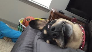 Goofy Dog Cant Fall Asleep