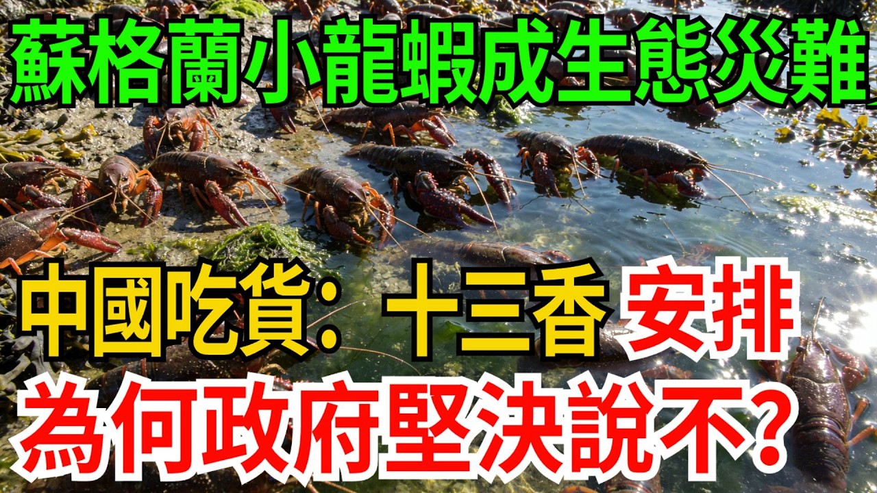 蘇格蘭小龍蝦擠死本土鮭魚成生態災難，中國吃貨：麻辣十三香安排上！為何政府堅決說不？【觀勢經緯】#科普#世界之最 #出類拔萃 #top10 #苏格兰小龙虾 #信号螯虾 #环保与食品安全 #跨文化饮食误区