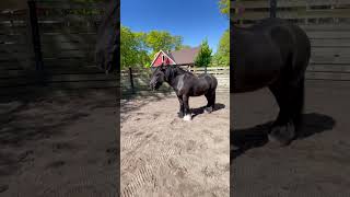 Caballo prieto patas peludas!🐴🐎