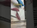 1分で捌くアジの早卸し!