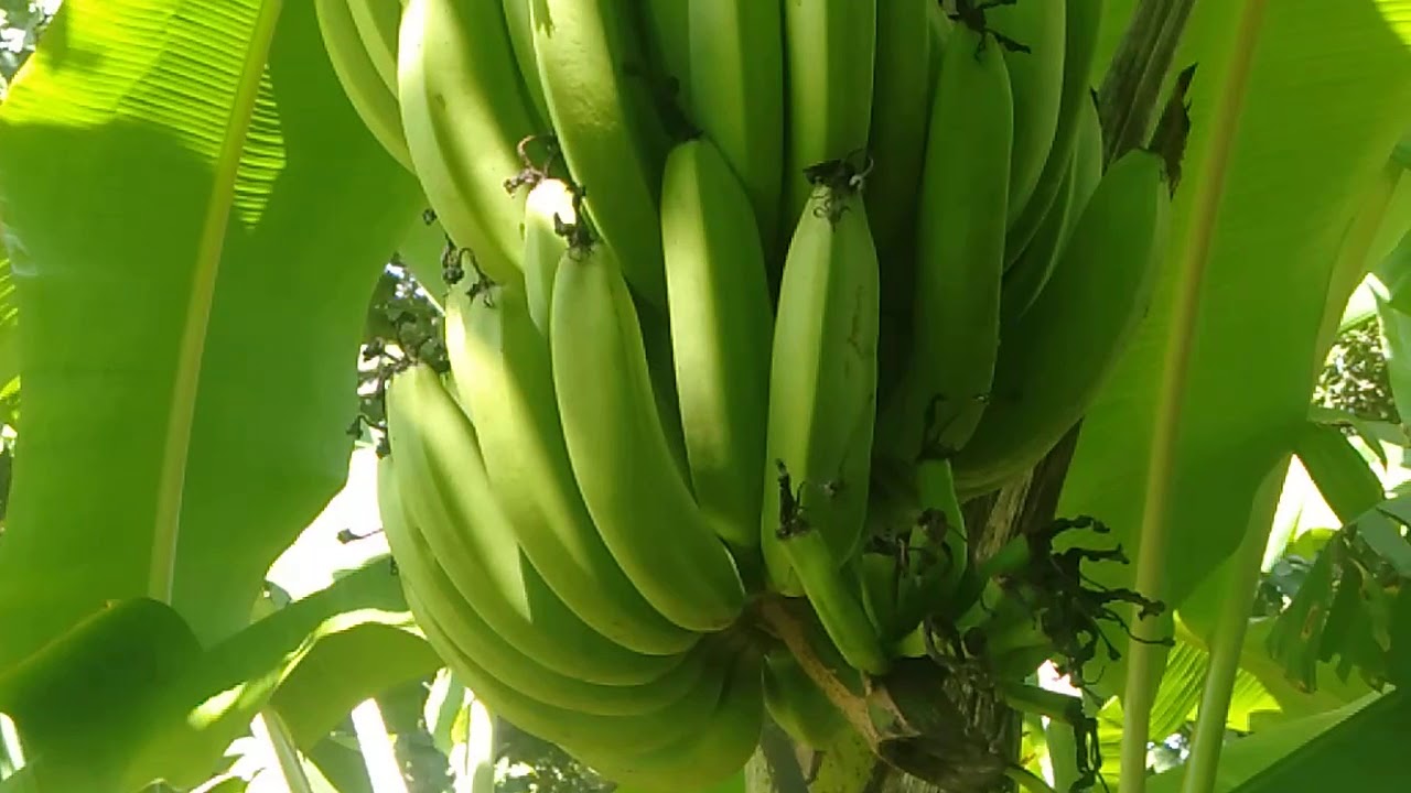 Pisang Ambon warangan,telah hasilkan jutaan yang di tanam di sekitar