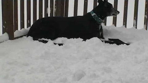 Greyhound (Cofax) having fun in snow 12 2 08 pt 4