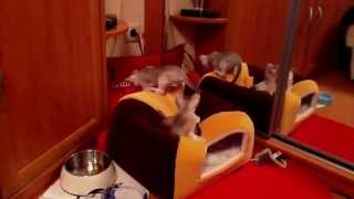 Singapura kittens 1,5 month VIDI VICI cattery (part one)