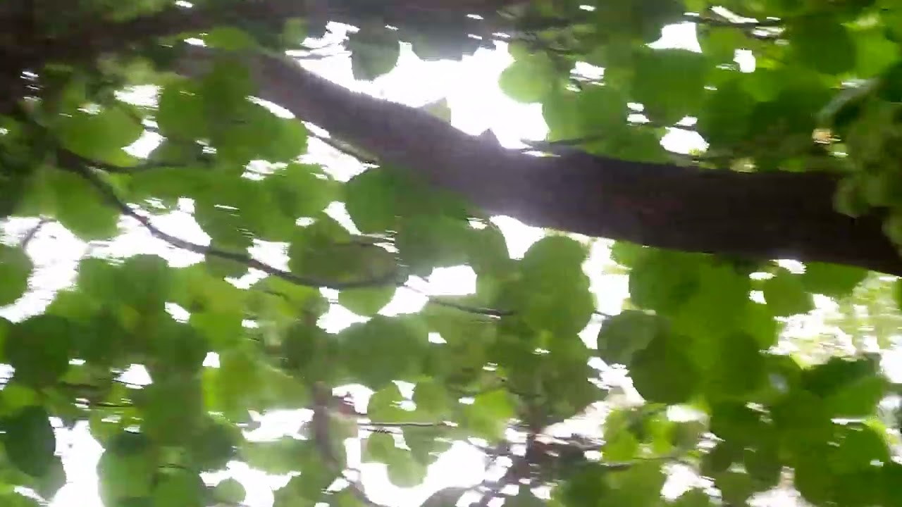 "enjir"  Urdu, it's a fig tree species native to the Indian subcontinent, including Pakistan.