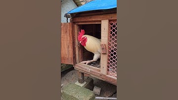 Releasing the chickens in the morning #chicken #rooster #chickenlover #pet