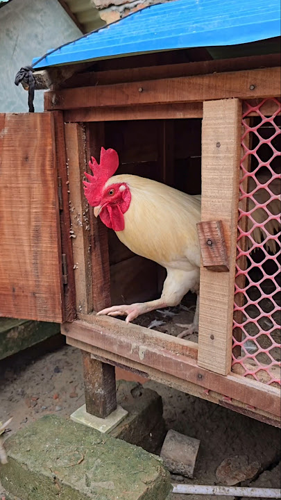 Releasing the chickens in the morning #chicken #rooster #chickenlover #pet