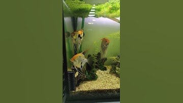 Cả cảnh thần tiên