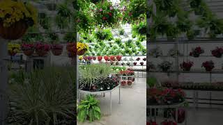 Buchwalter Greenhouse 2025