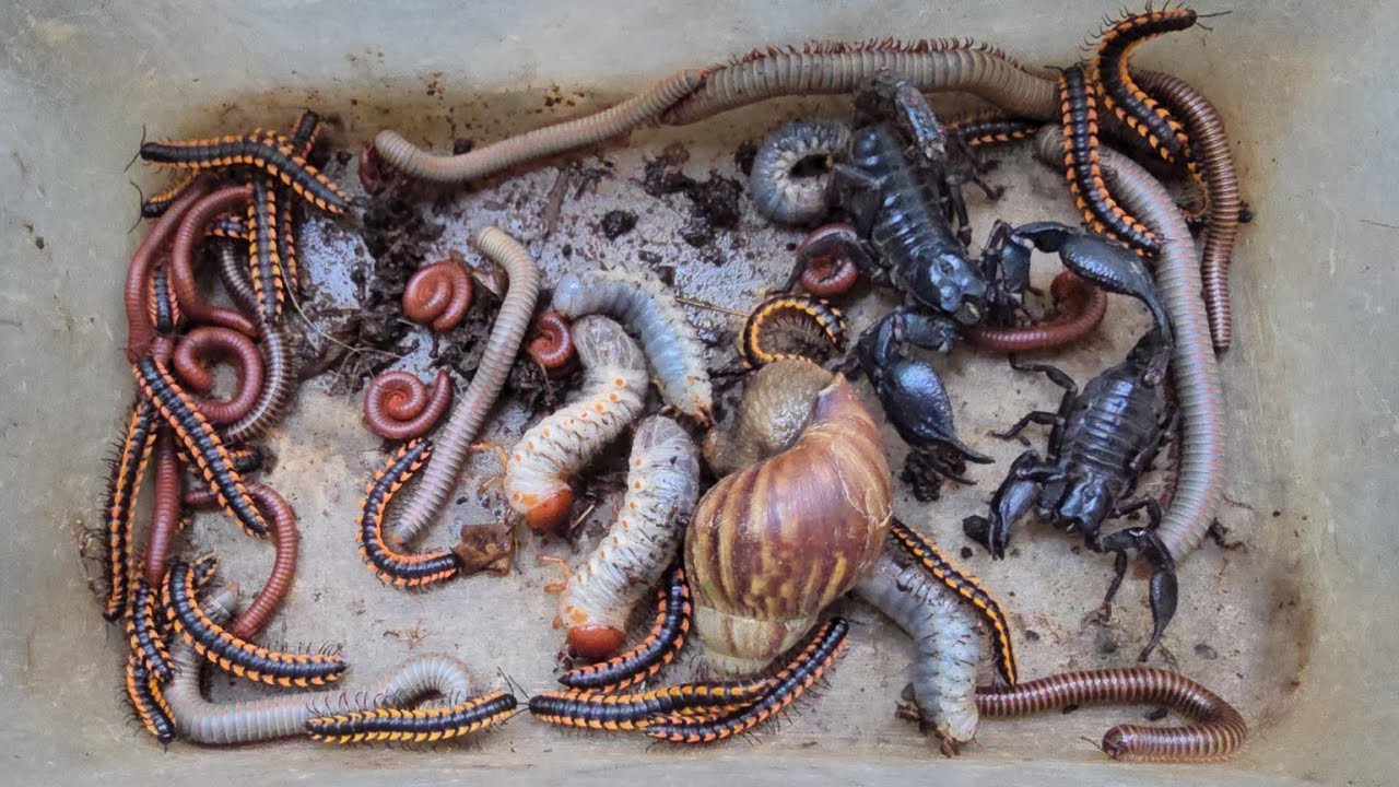 Моя неудачная охота на колонию мелких насекомых-многоножек, в которой также обитают ядовитые скор...