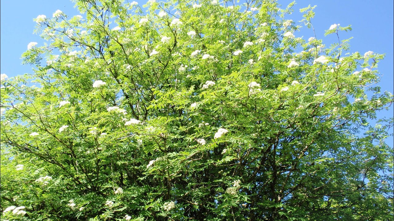 The Man In Me (Bob Dylan cover) 