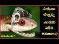 WHY SNAKES SHED THEIR SKIN?పాములు చర్మాన్ని ఎందుకు విడిచిపెడతాయి ?