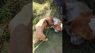 Bushing With Terriers My Lucky Dog