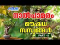   nalpamaram    medicinal plants 