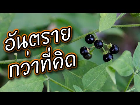 มะแว้งนกกินให้ถูกสรรพคุณดีมากแต่ถ้ากินผิดก็อันตรายมากเช่นกัน