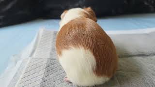 Nutmeg wants his mommy #animal #cute #guineapig #pet