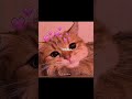 #cat #cute #funny #beautiful #song #shorts