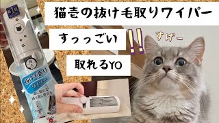 ＊猫壱の抜け毛取りワイパーがすごすぎる件＊