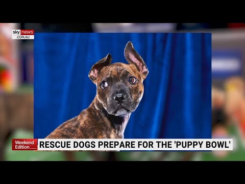 Video: Pet Scoop: Puppies Pemerintahan di Super Bowl Ahad, Bekas Anjing Rumah Putih Berjalan Away