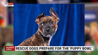 Annual 'Puppy Bowl' features shelter dogs ahead of Super Bowl
