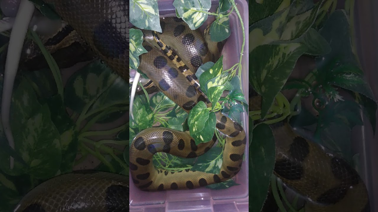 camera iphone 8 plus apk Green anaconda feeding part 2